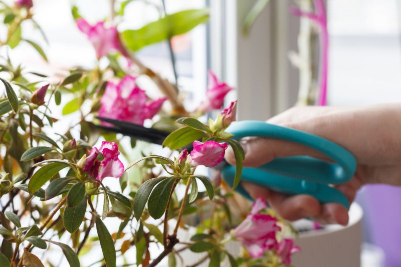 Azalea Pruning in Honolulu, HI