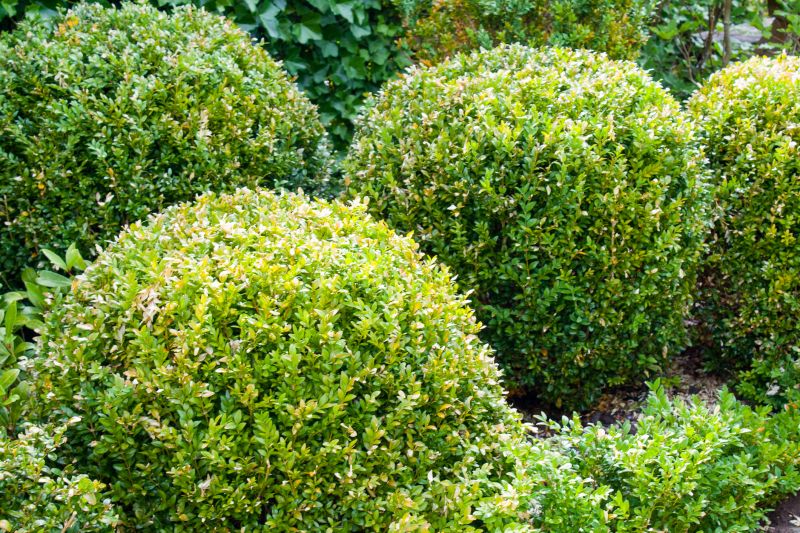 Boxwood Trimming in Ventura County, CA