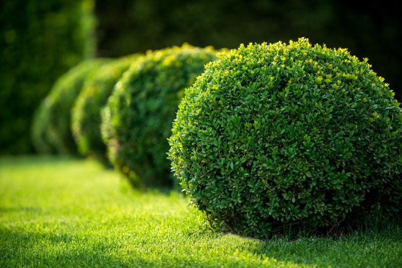 Bush Pruning in Honolulu, HI