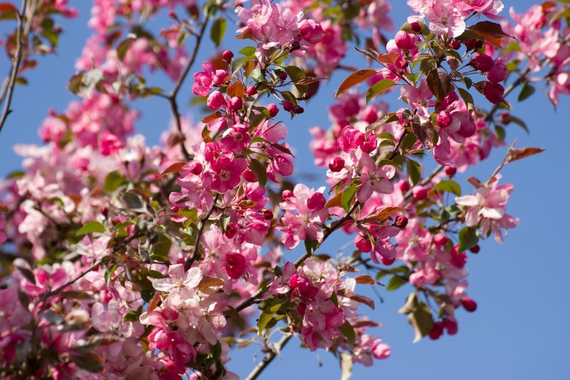 Cherry Tree Planting in Honolulu, HI