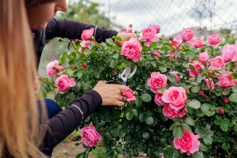 Rose Bush Pruning in Honolulu, HI