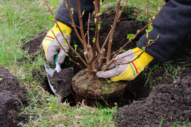 Shrub Installation in Honolulu, HI