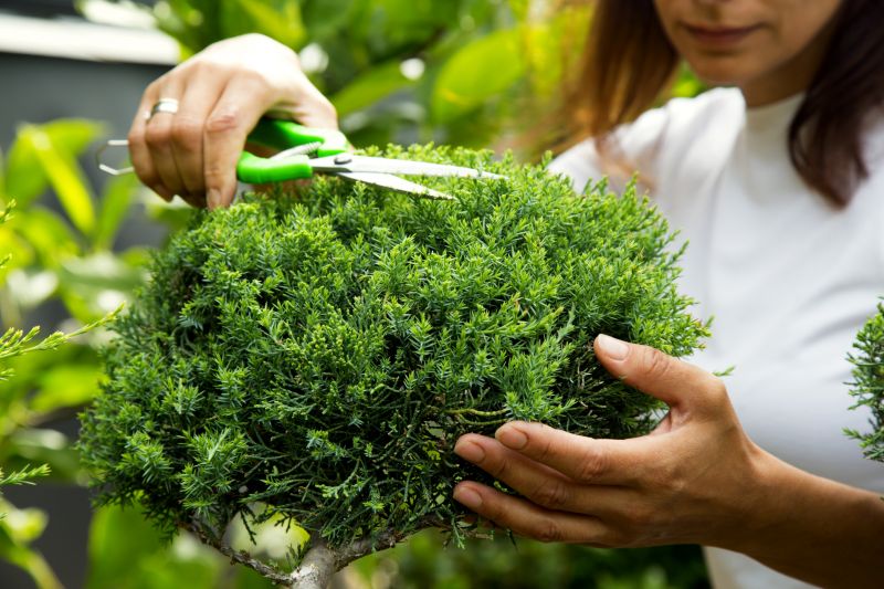 Shrub Pruning in Honolulu, HI