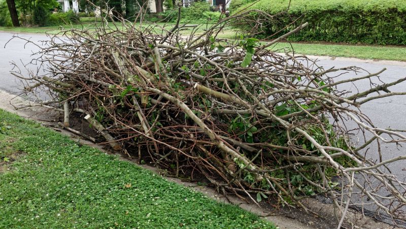 Tree Branches Removal in Ventura County, CA