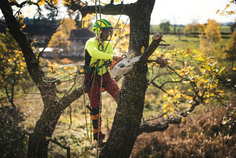 Arborist Pruning in Reno, NV