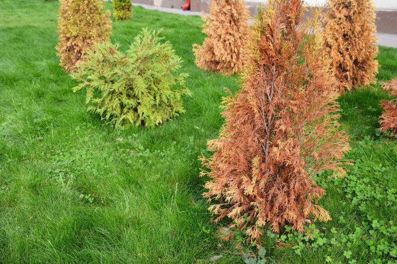 Arborvitae Pruning in Ventura County, CA