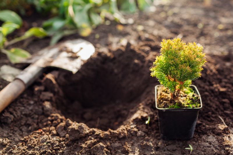 Arborvitae Pruning in Ventura County, CA