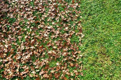 Autumn Leaf Removal in Honolulu, HI
