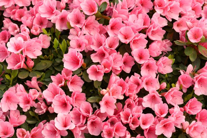 Azalea Pruning in Ventura County, CA