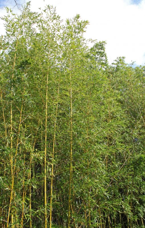 Bamboo Trimming in Ventura County, CA