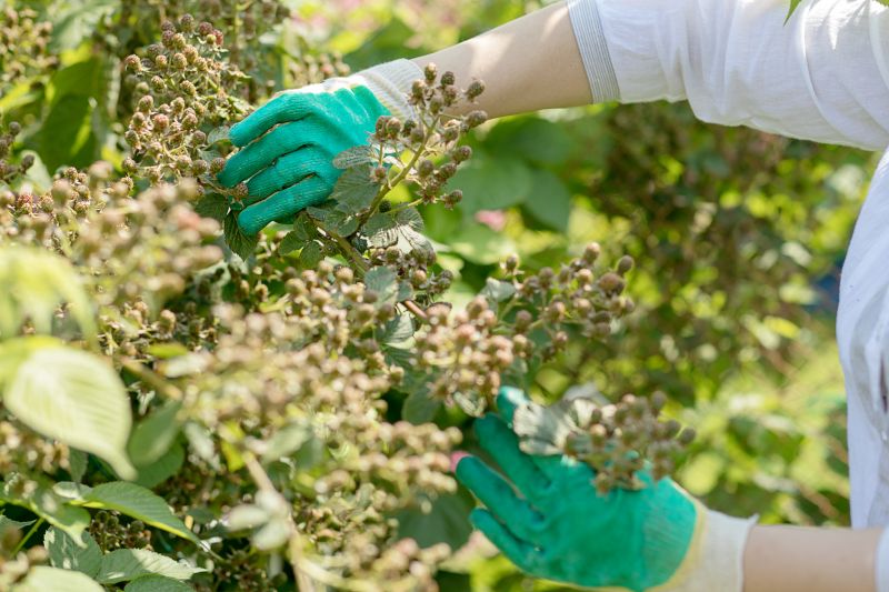 Blackberry Bush Removal in Ventura County, CA