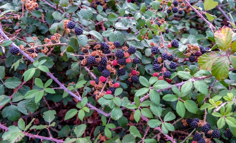 Blackberry Bush Removal in Honolulu, HI