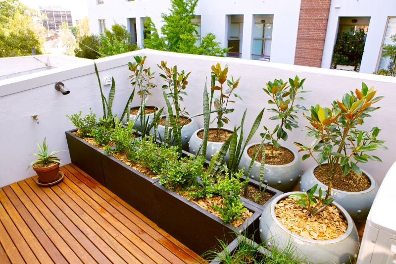 Boxwood Planting in Honolulu, HI