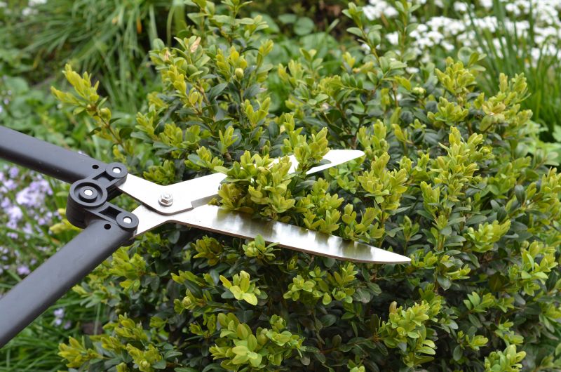 Boxwood Trimming in Ventura County, CA