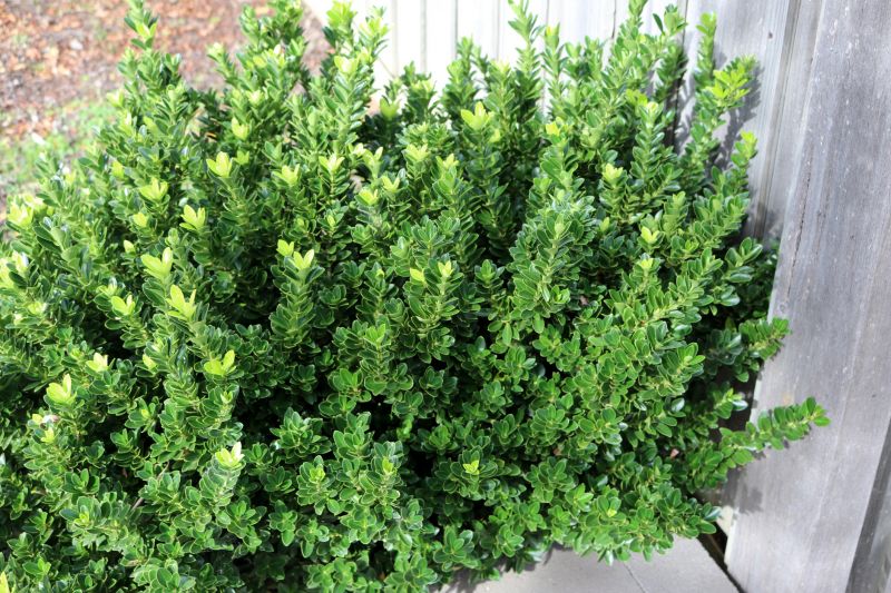 Boxwood Trimming in Honolulu, HI