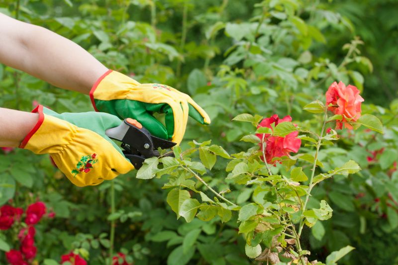 Bush Pruning in Honolulu, HI