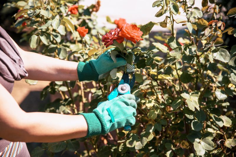 Bush Pruning in Ventura County, CA