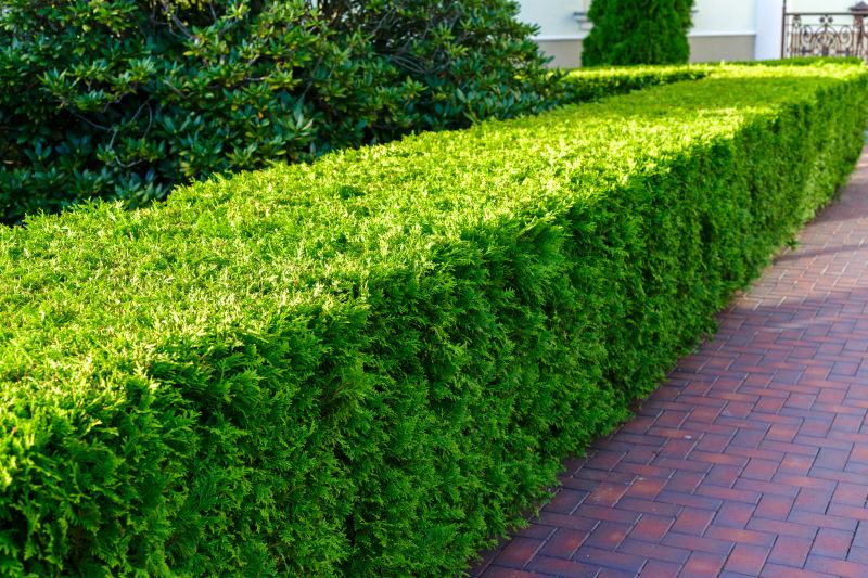 Bush Replacement in Honolulu, HI