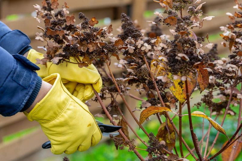 Butterfly Bush Pruning in Honolulu, HI