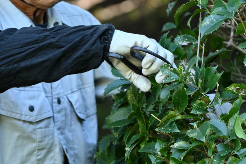 Butterfly Bush Pruning in Honolulu, HI