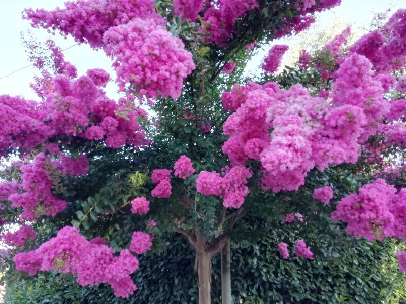 Crape Myrtle Pruning in Honolulu, HI