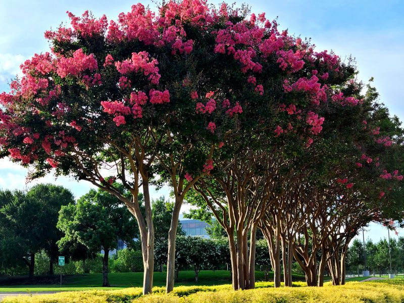 Crape Myrtle Pruning in Honolulu, HI