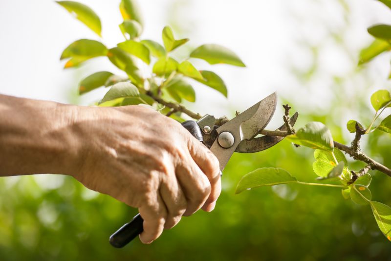 Crape Myrtle Pruning in Honolulu, HI
