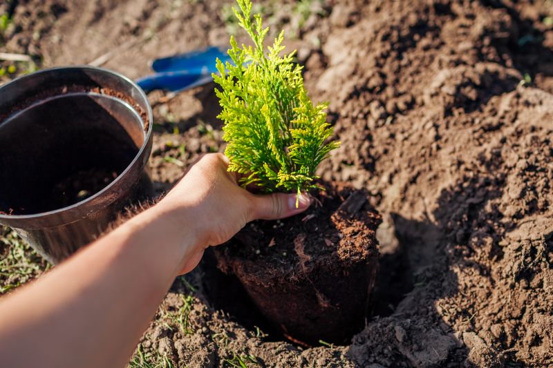 Dogwood Tree Planting in Honolulu, HI