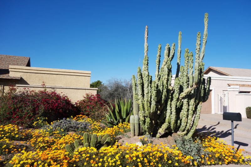 Dryscape Landscaping in Ventura County, CA