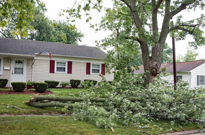 Fallen Branch Removal in Ventura County, CA