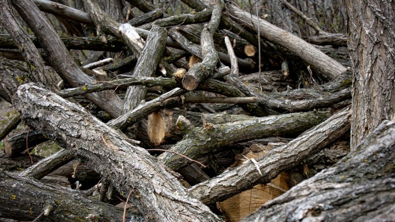 Fallen Branch Removal in Ventura County, CA