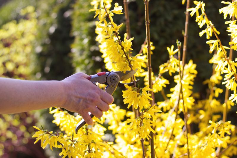 Forsythia Pruning in Honolulu, HI
