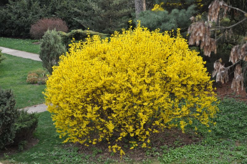 Forsythia Pruning in Honolulu, HI