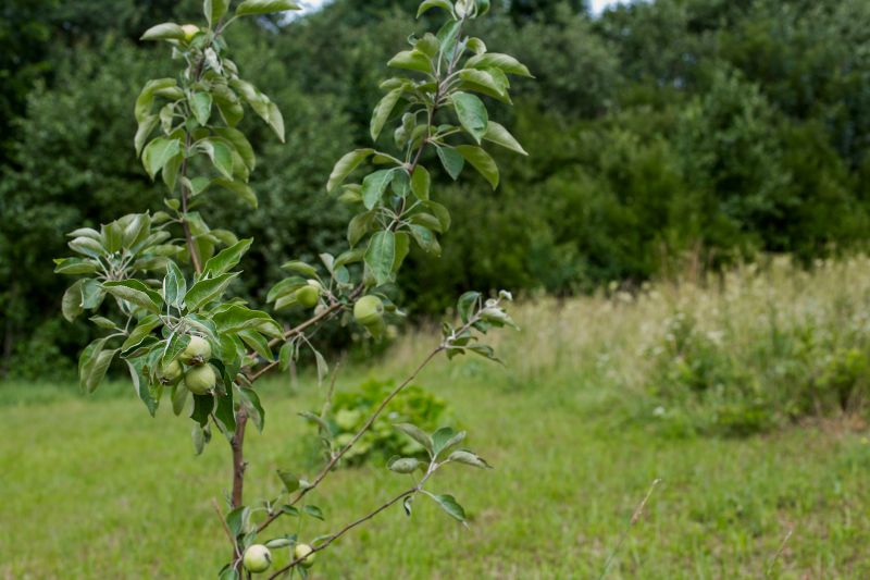 Fruit Tree Planting in Honolulu, HI