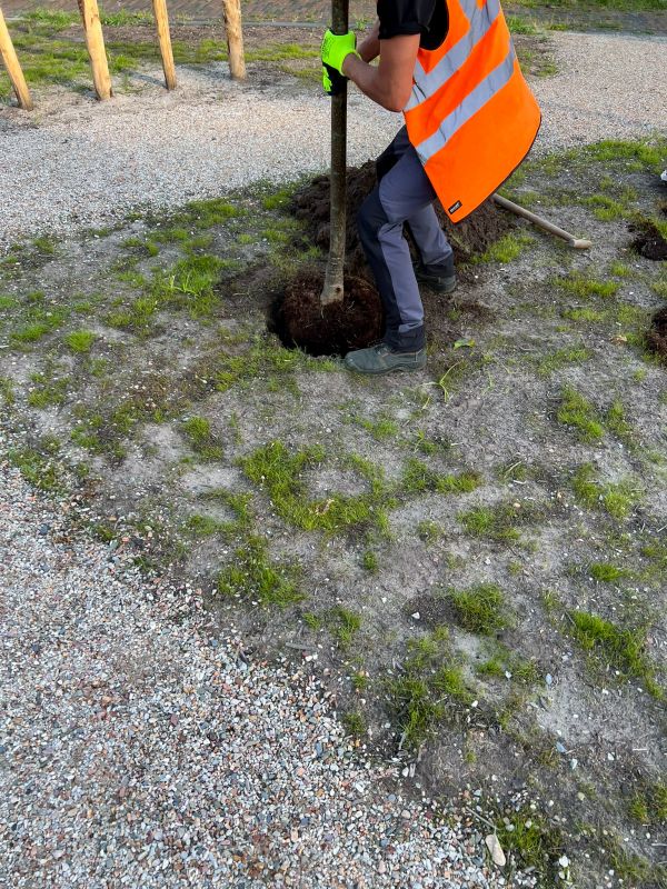 Fruit Tree Planting in Honolulu, HI