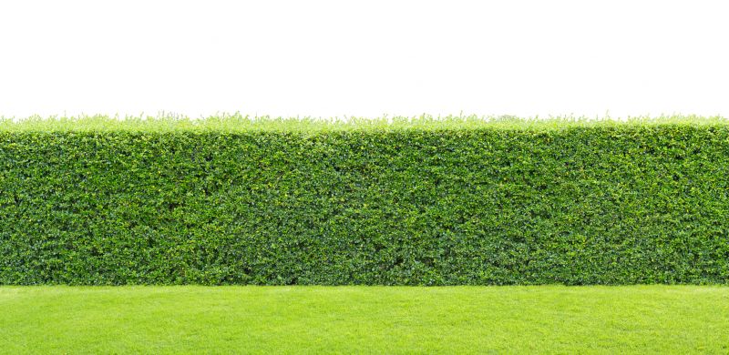 Hedge Landscaping in Honolulu, HI