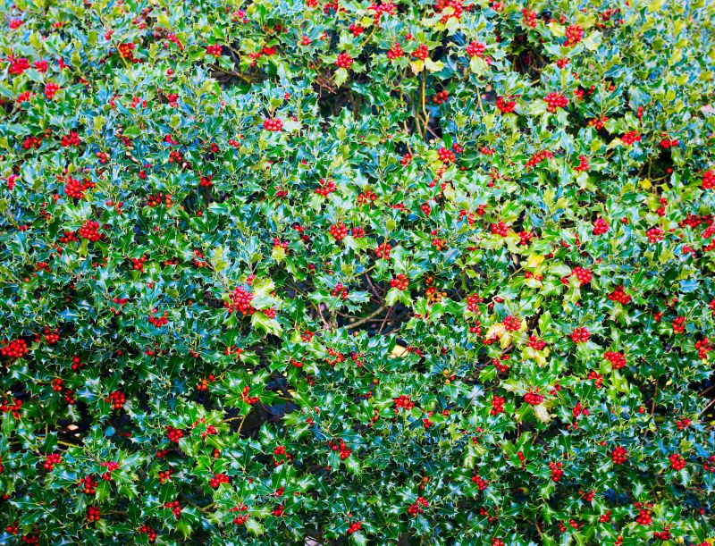 Holly Bushes Trimming in Honolulu, HI