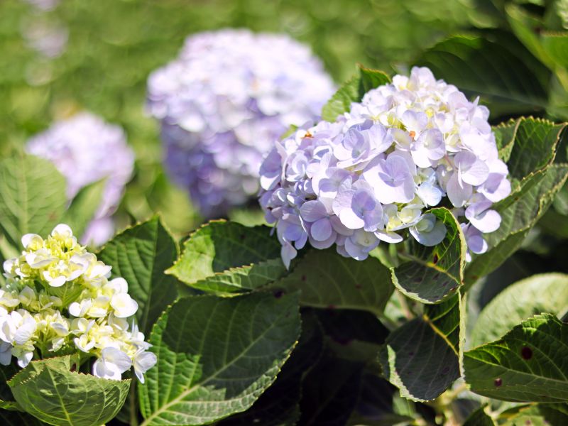 Hydrangea Planting in Honolulu, HI