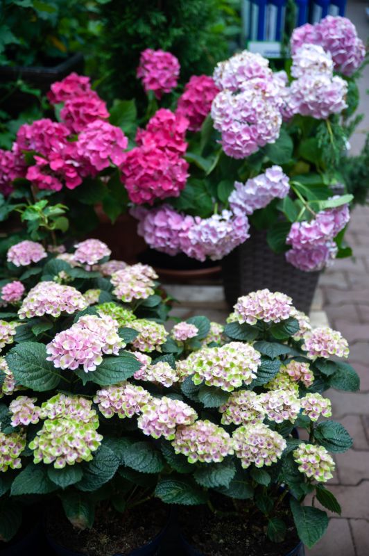 Hydrangea Planting in Honolulu, HI