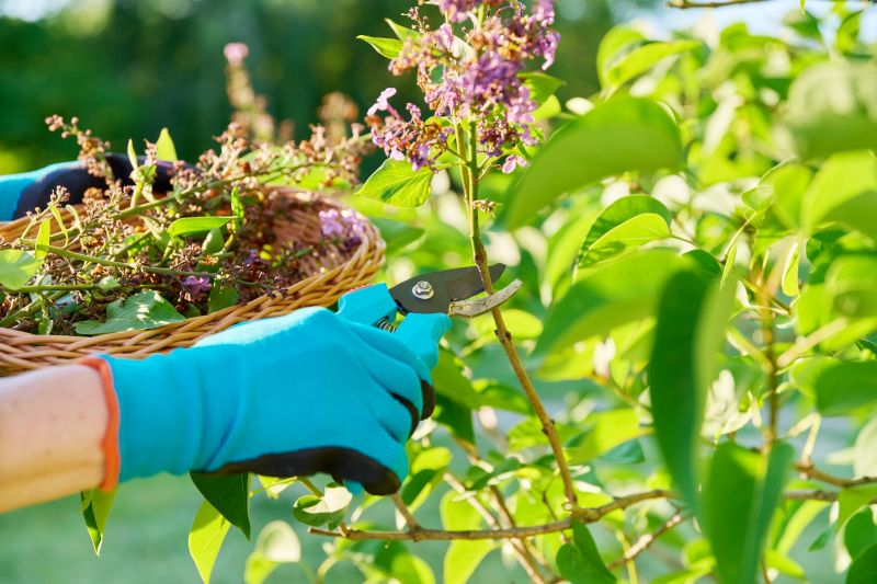 Hydrangea Pruning in Honolulu, HI