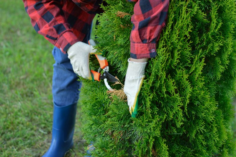 Juniper Pruning in Honolulu, HI