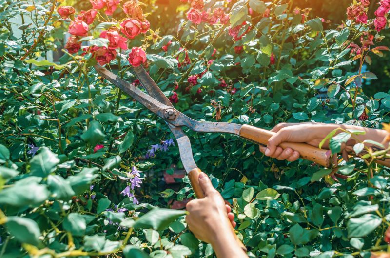 Knockout Roses Pruning in Honolulu, HI