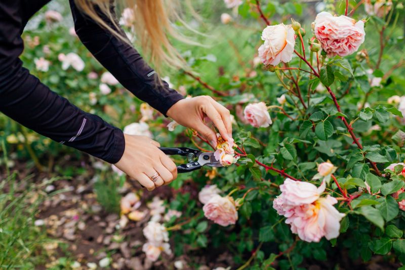 Knockout Roses Pruning in Honolulu, HI