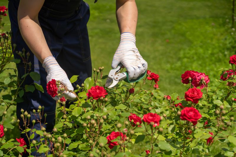 Knockout Roses Pruning in Honolulu, HI
