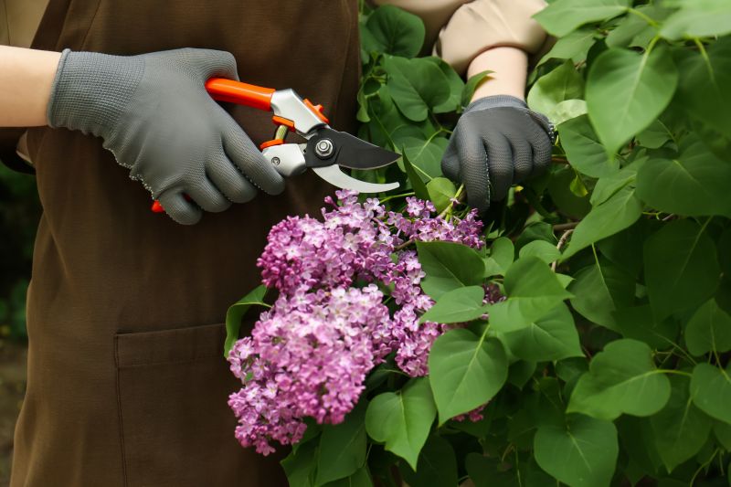 Lilac Trimming Service in Honolulu, HI
