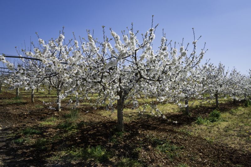 Orchard Planting in Honolulu, HI
