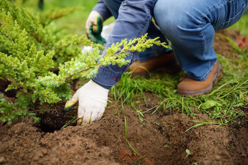 Ornamental Tree Planting in Ventura County, CA