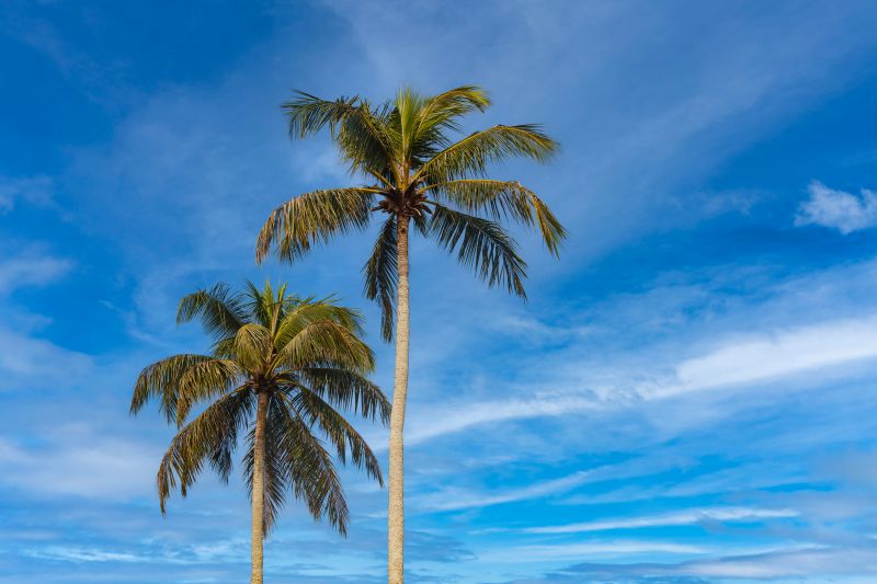 Palm Tree Planting in Honolulu, HI