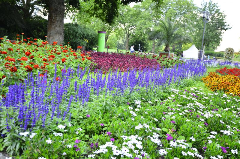 Perennial Landscaping in Ventura County, CA