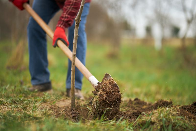 Pine Tree Planting in Ventura County, CA